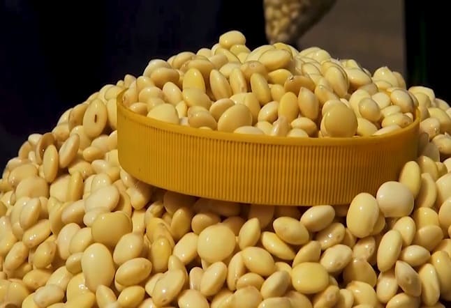 Tarwi: El grano del futuro